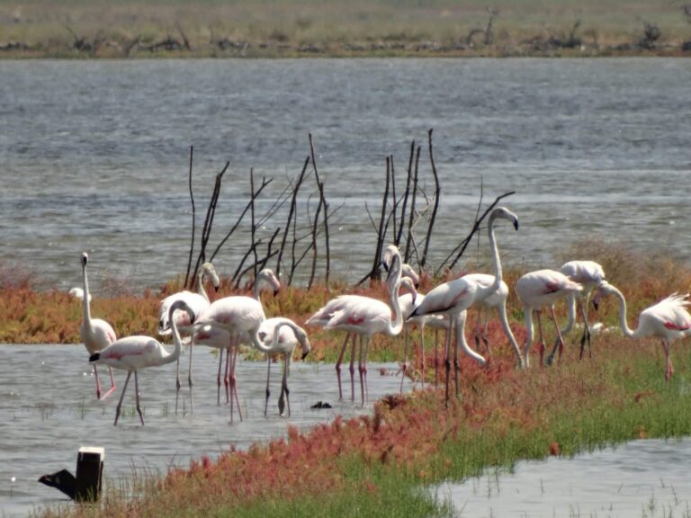 ‘Buffet Table’ For Migratory Birds, Montenegrin Saltworks Emerges as EU Benchmark