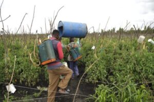 Who pays for the EU’s toxic exports?