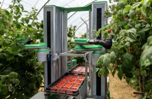 Berry-picking robot maker secures £3m for farm trials